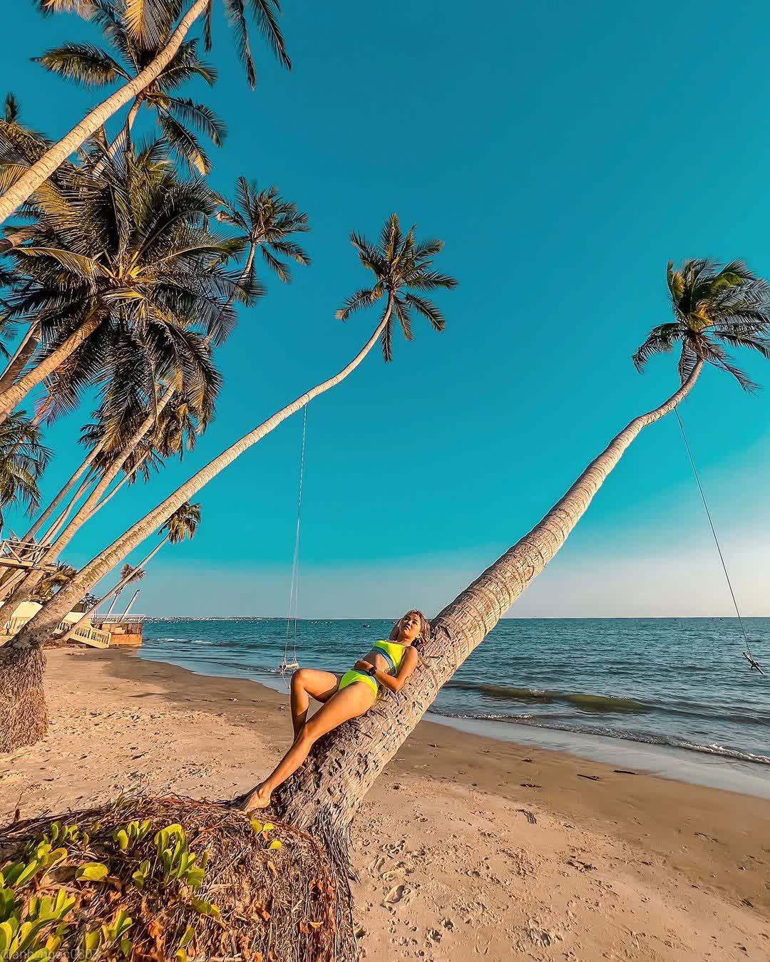 Cây dừa nghiêng ra biển Mũi Né, điểm check in thú vị của du khách